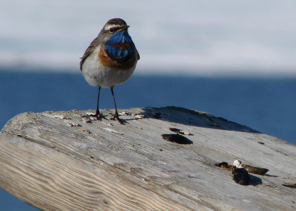 Bluethroat (Red-spotted) - ML205662811