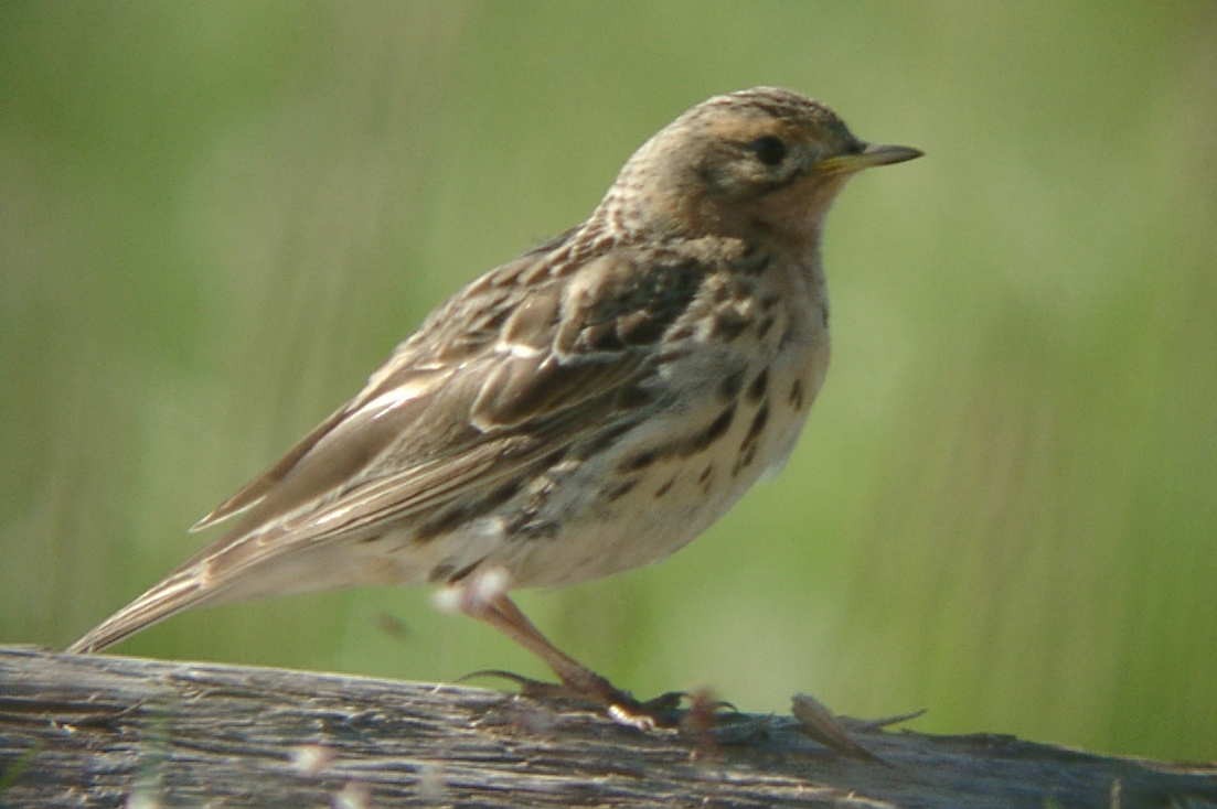 Red-throated Pipit - ML205662821