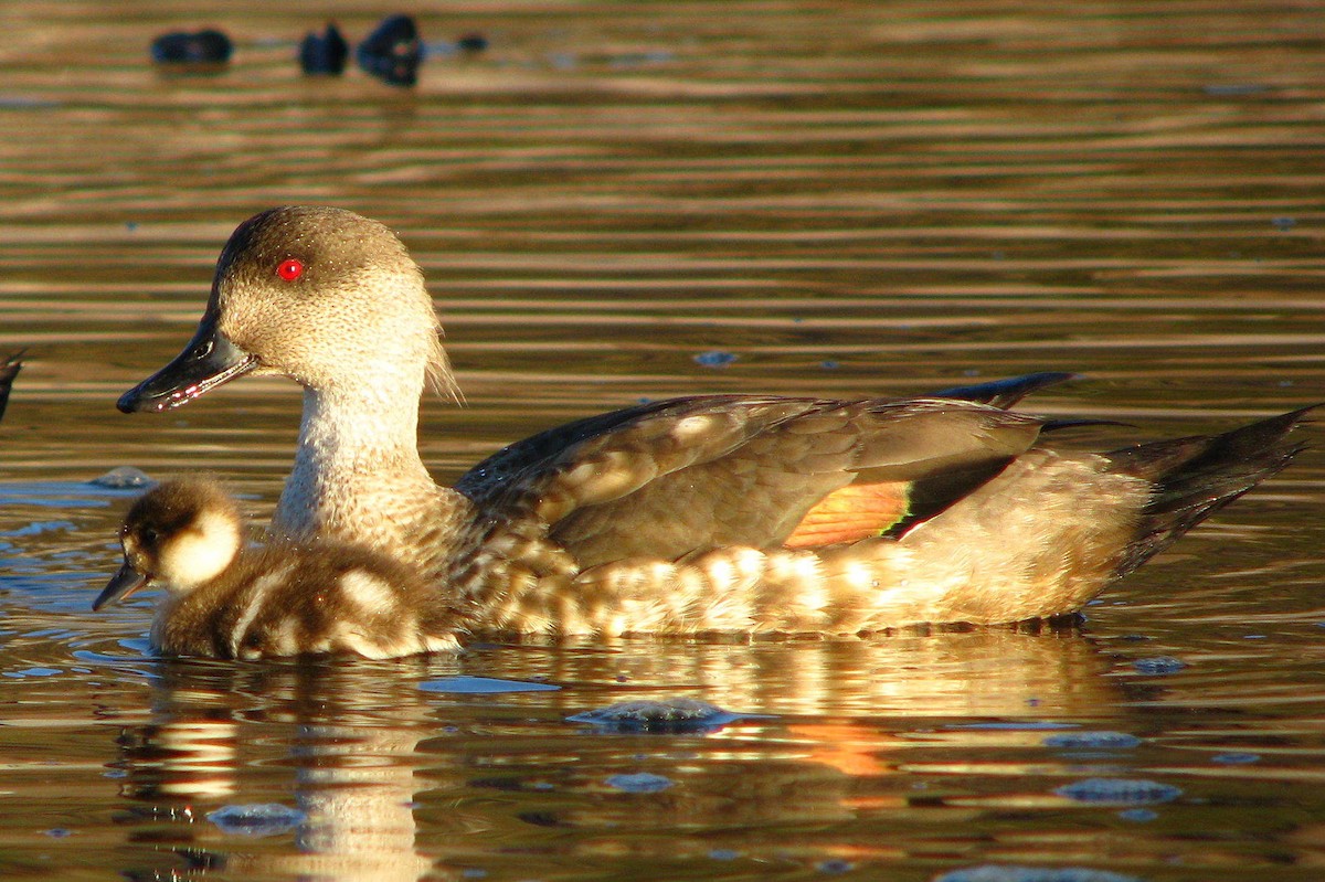 Crested Duck - ML205662891