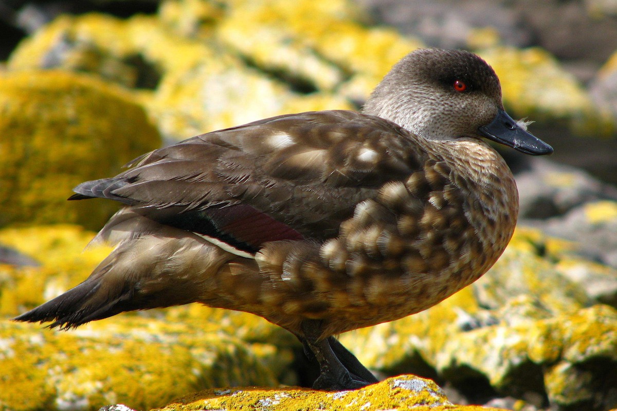Crested Duck - ML205662921