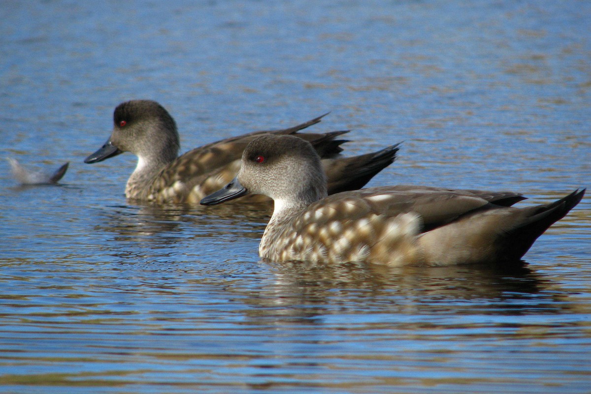 Crested Duck - ML205662931