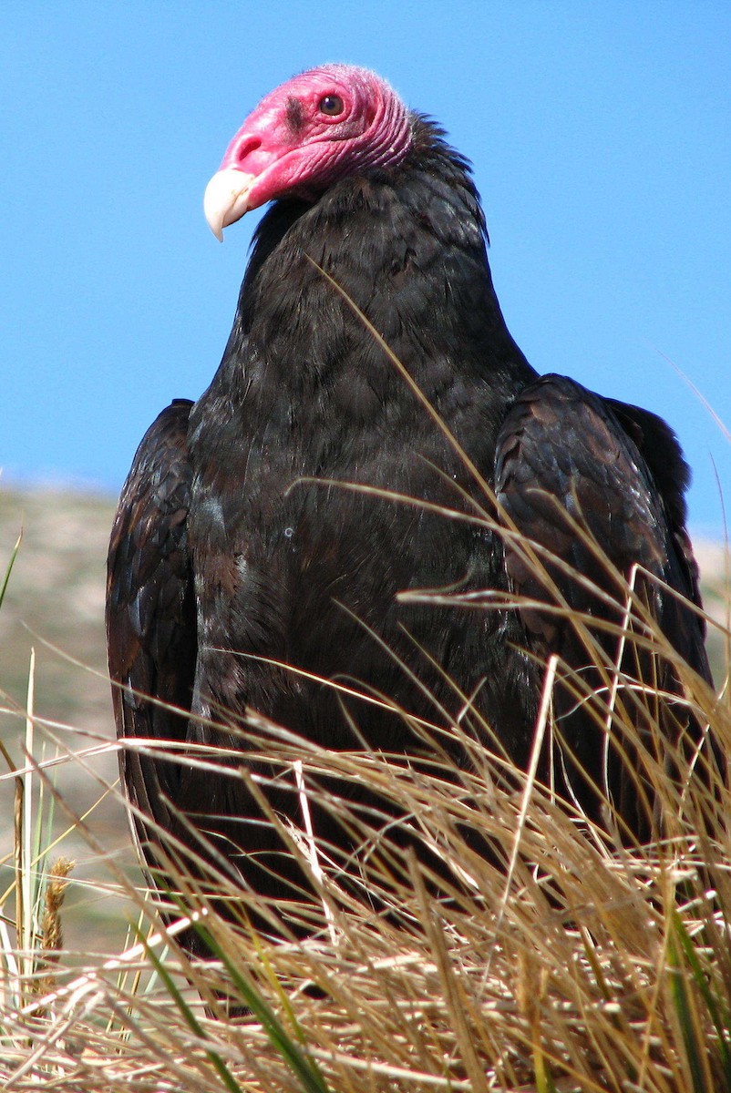 Turkey Vulture (South Temperate) - ML205663001