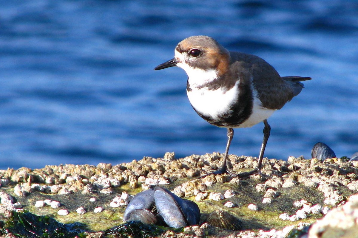 Two-banded Plover - ML205663031
