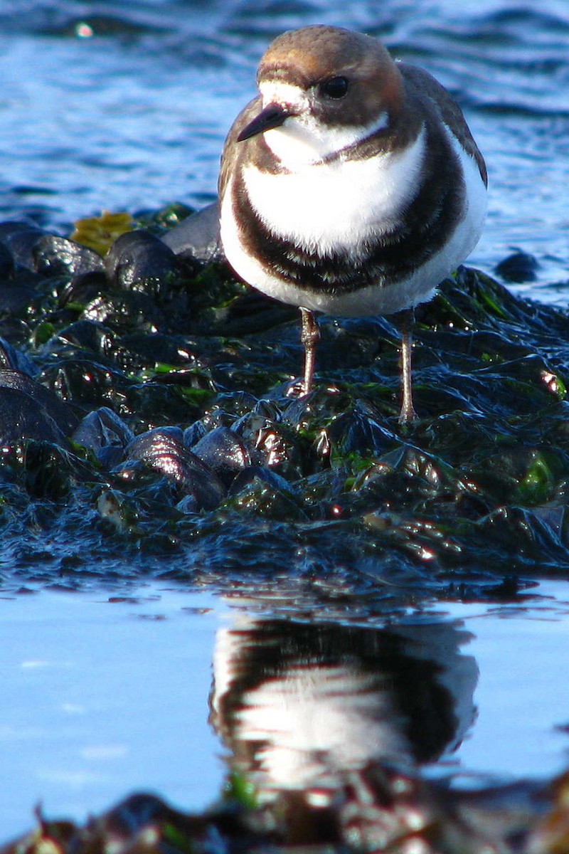 Two-banded Plover - ML205663041