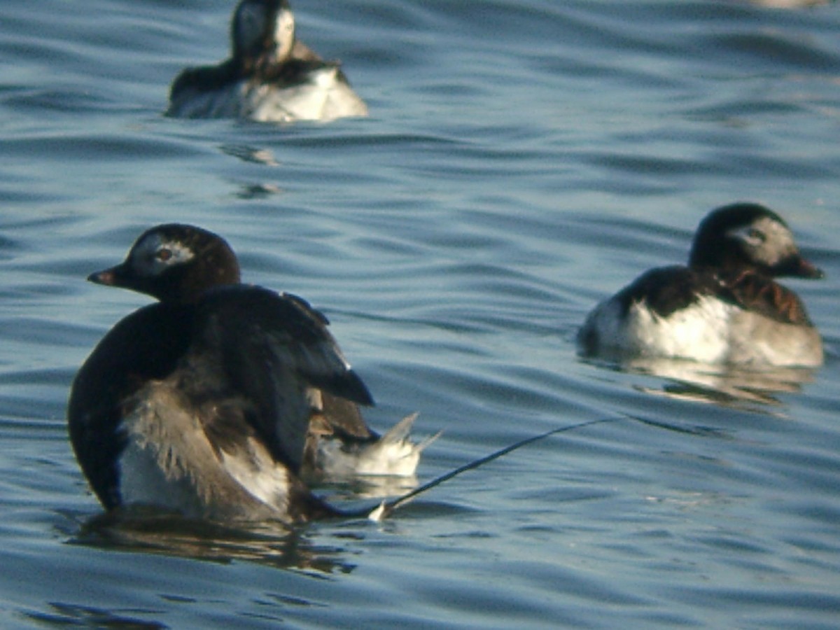 Long-tailed Duck - ML205663101