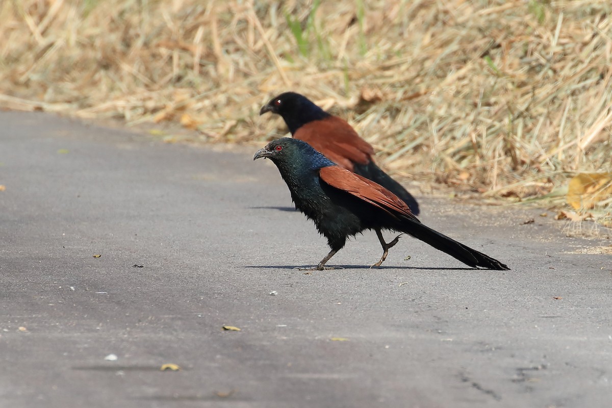 Greater Coucal (Greater) - ML205663531