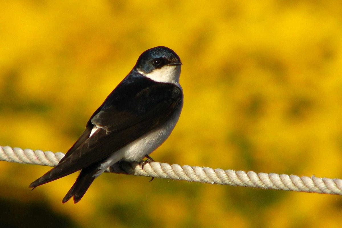 Chilean Swallow - Laurent Demongin