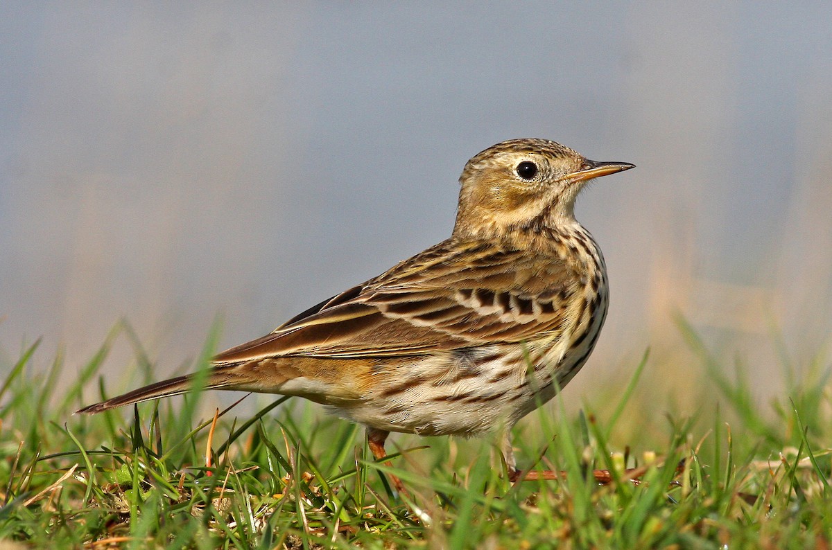 Meadow Pipit - ML205665571