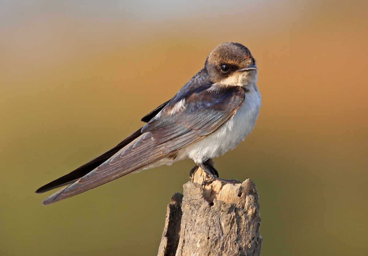 Wire-tailed Swallow - ML205665741