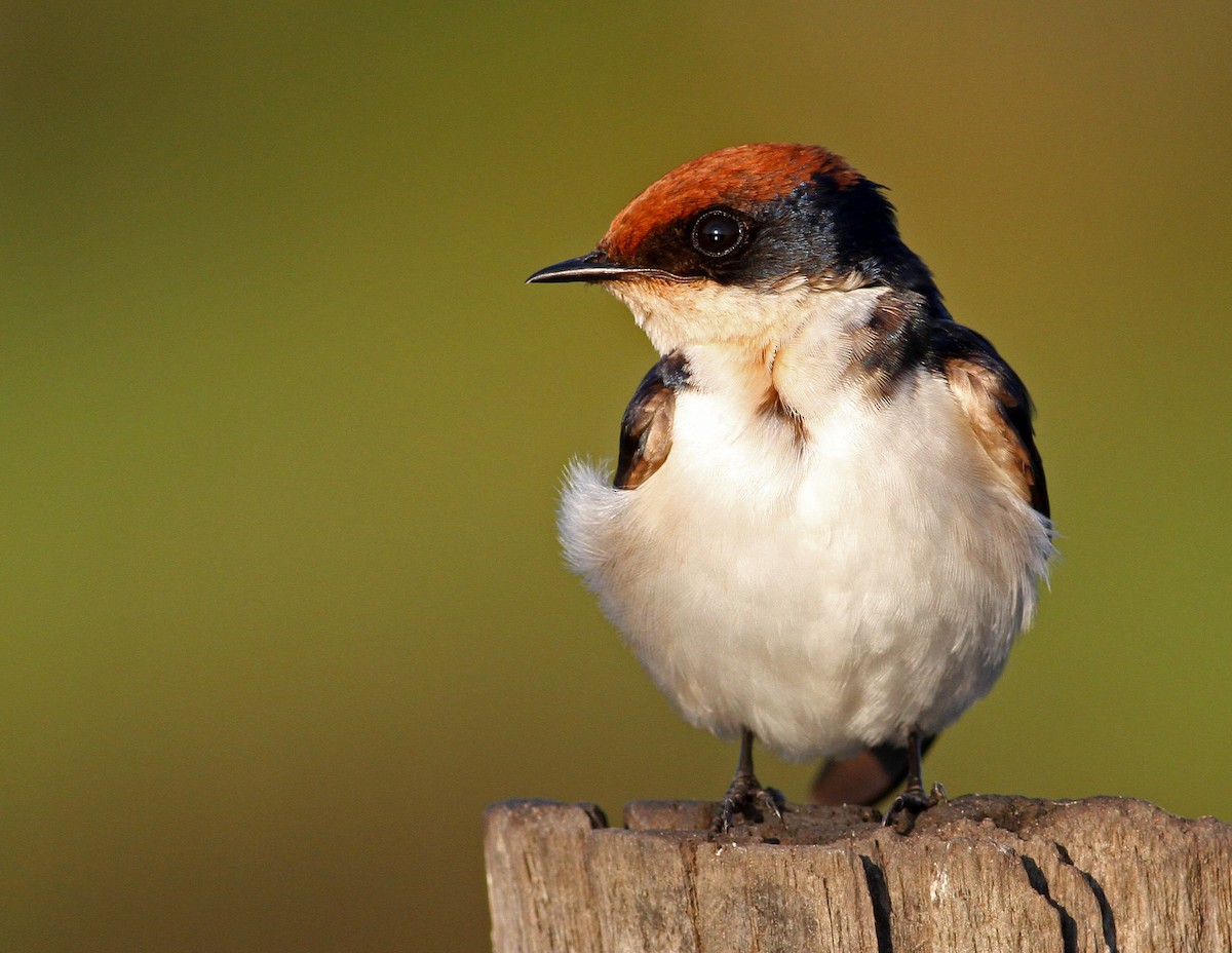Wire-tailed Swallow - Frans Vandewalle
