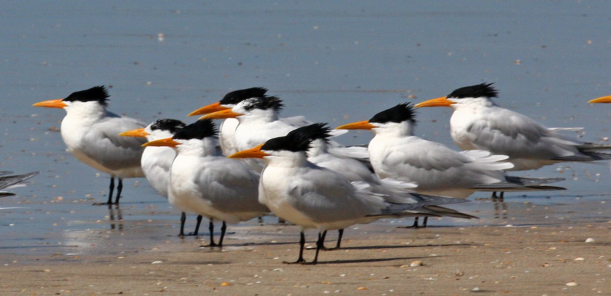 West African Crested Tern - ML205665811
