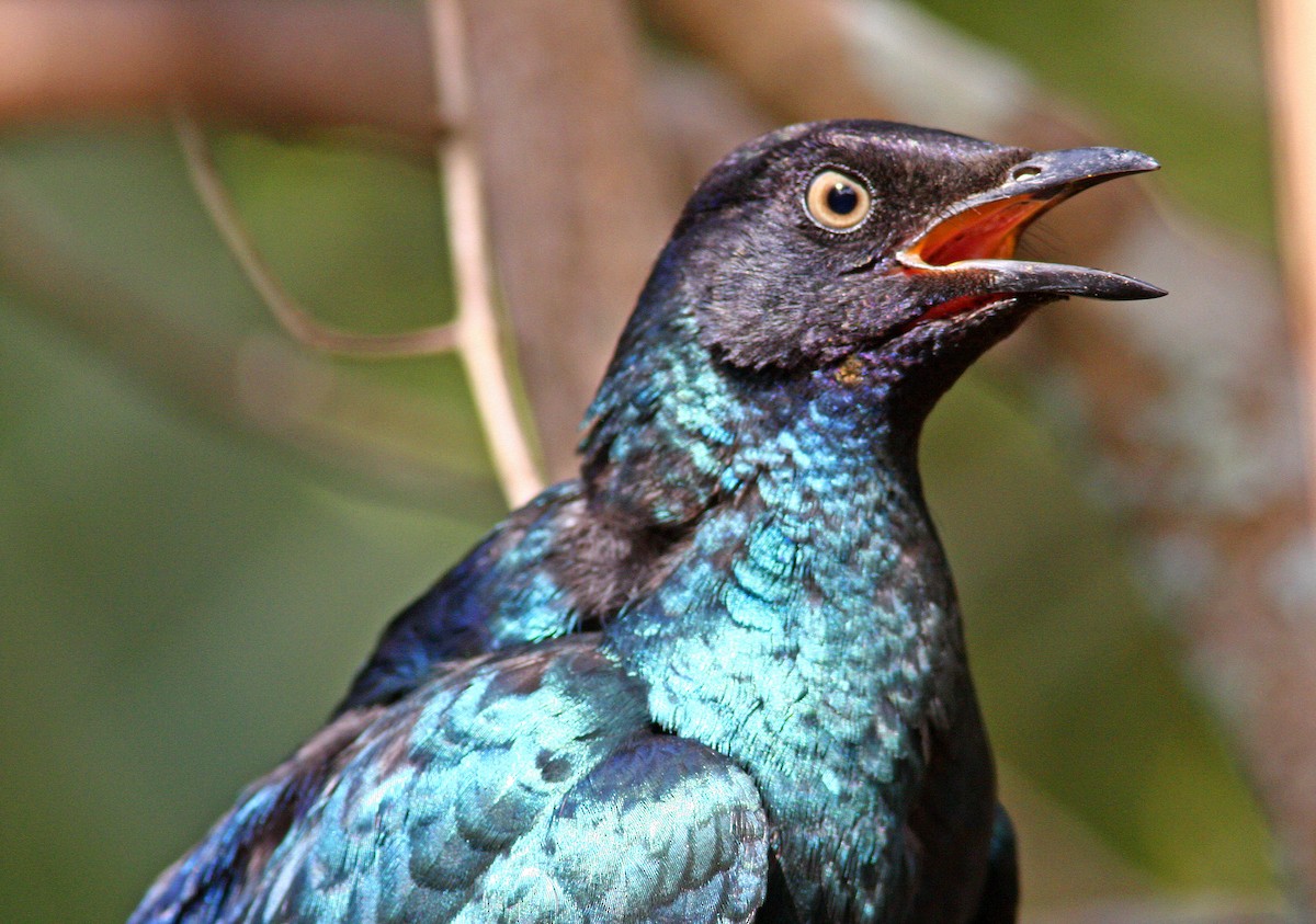Long-tailed Glossy Starling - ML205665871