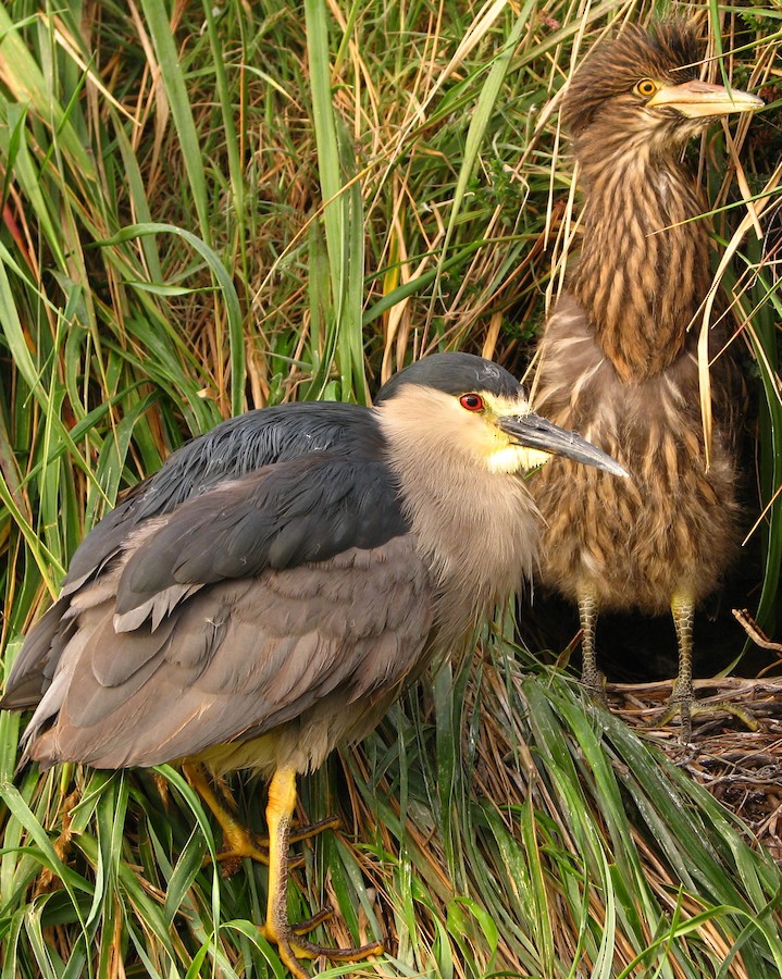 Black-crowned Night Heron (Falklands) - eBird