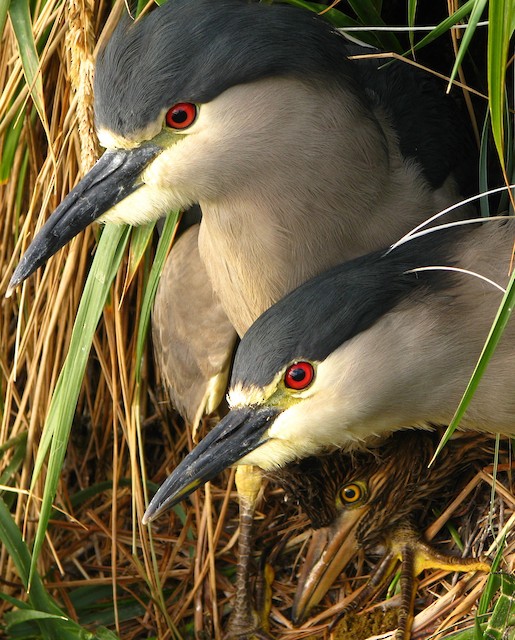 - Black-crowned Night Heron (Falklands) - 
