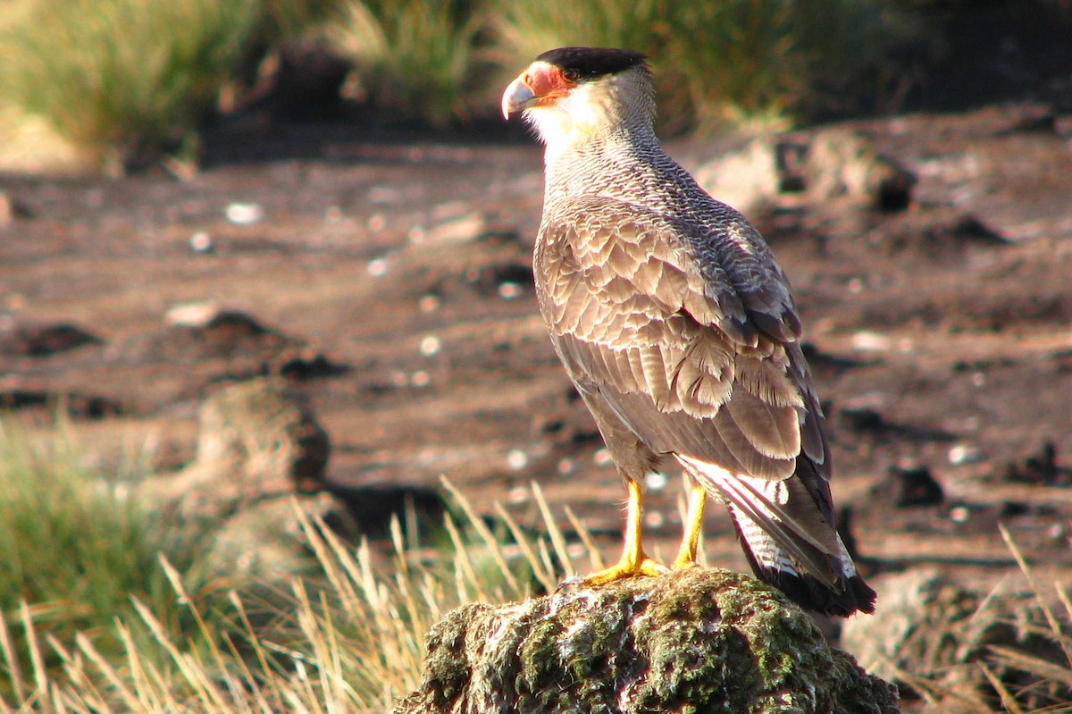 Crested Caracara (Southern) - ML205667601