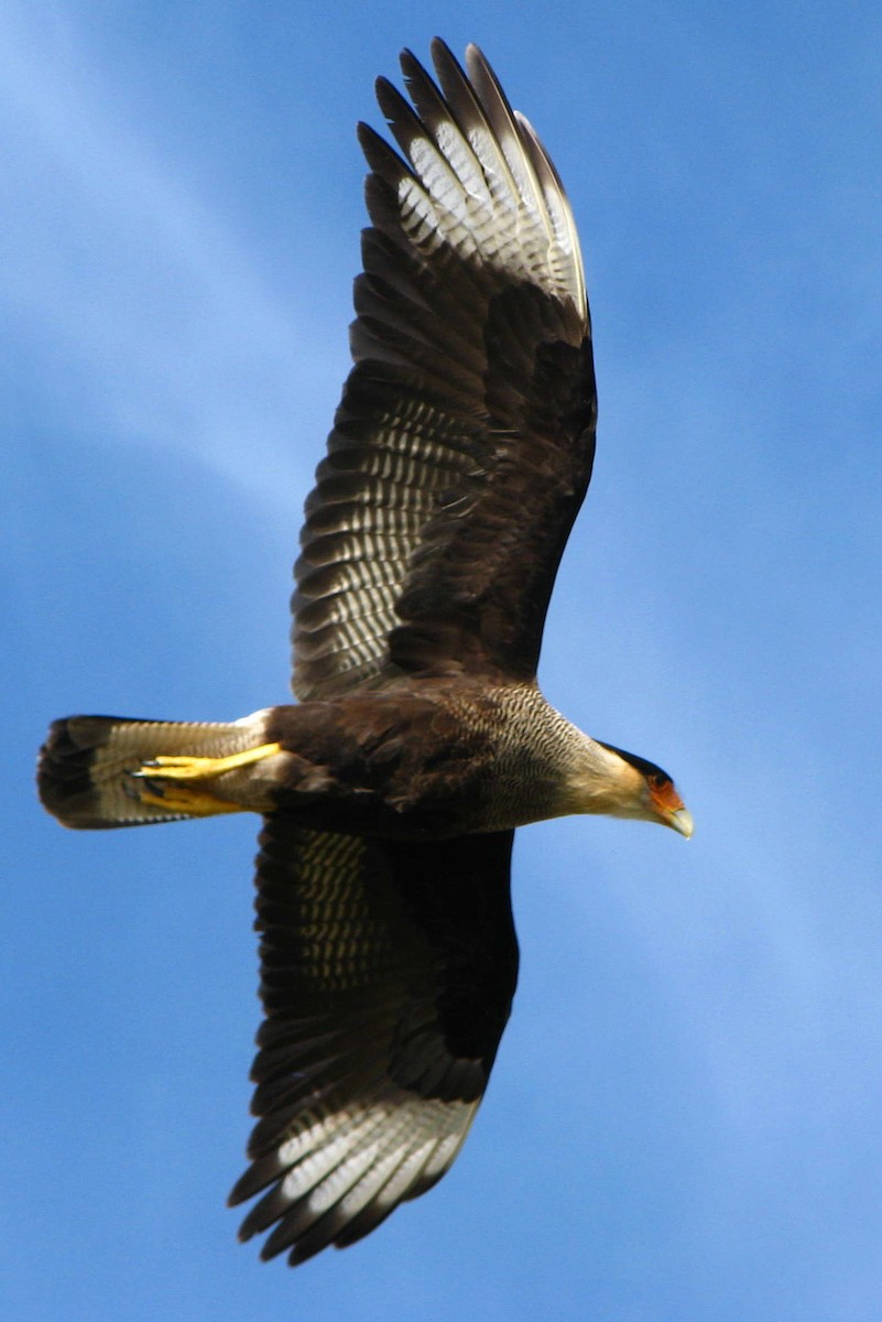 Crested Caracara (Southern) - ML205667611