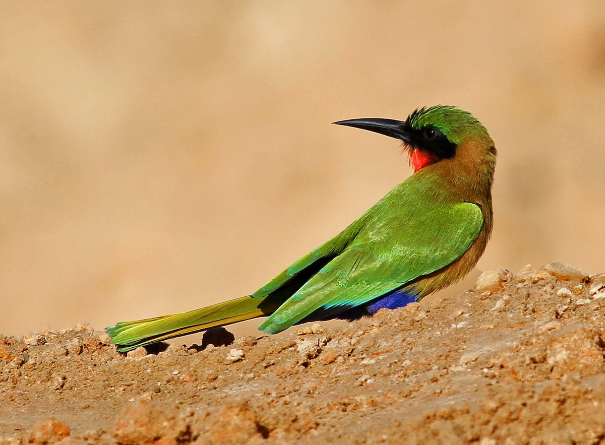 Red-throated Bee-eater - Frans Vandewalle