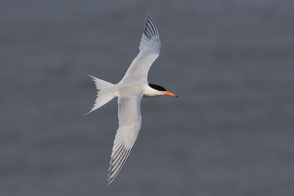 Chinese Crested Tern - ML205667791