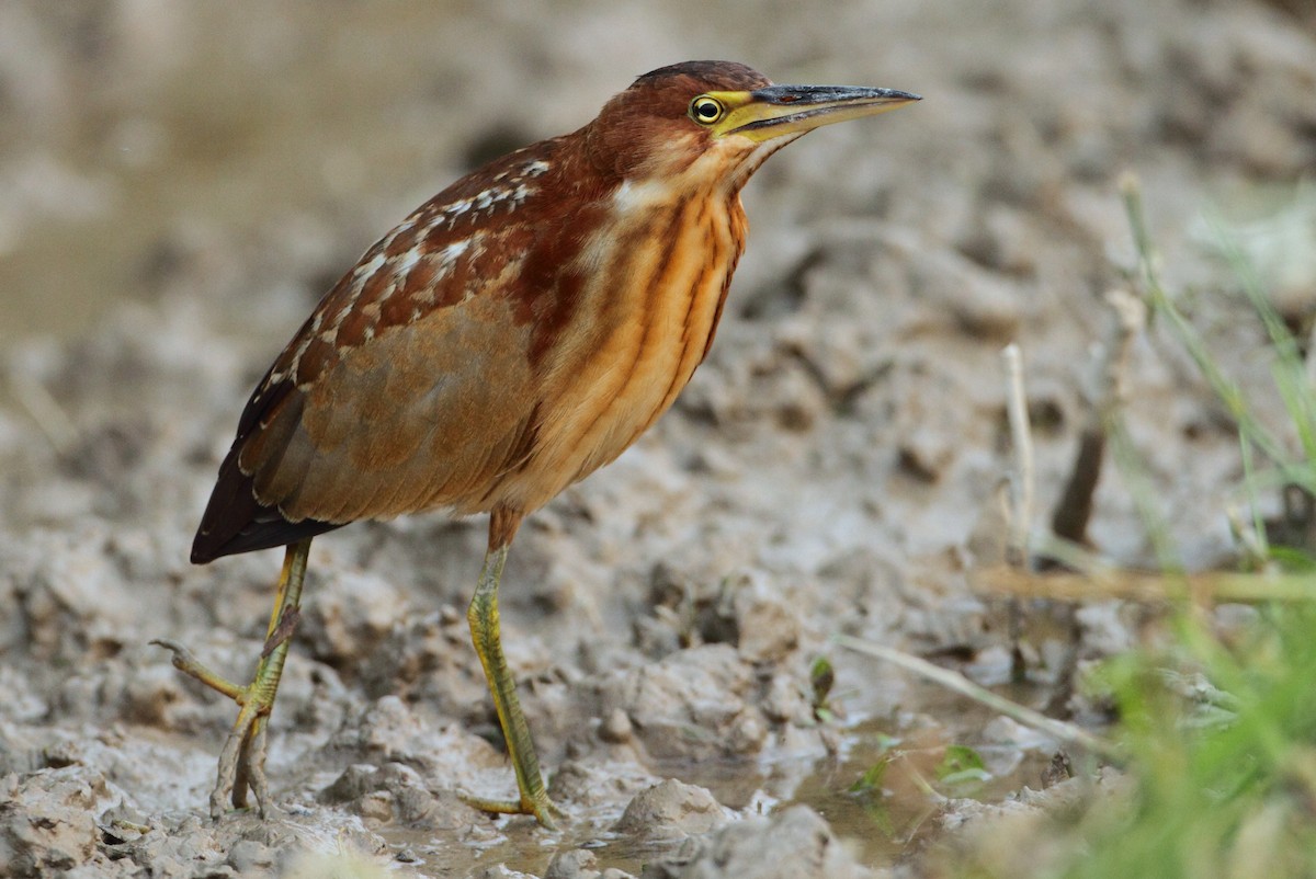 Schrenck's Bittern - Chun Fai LO