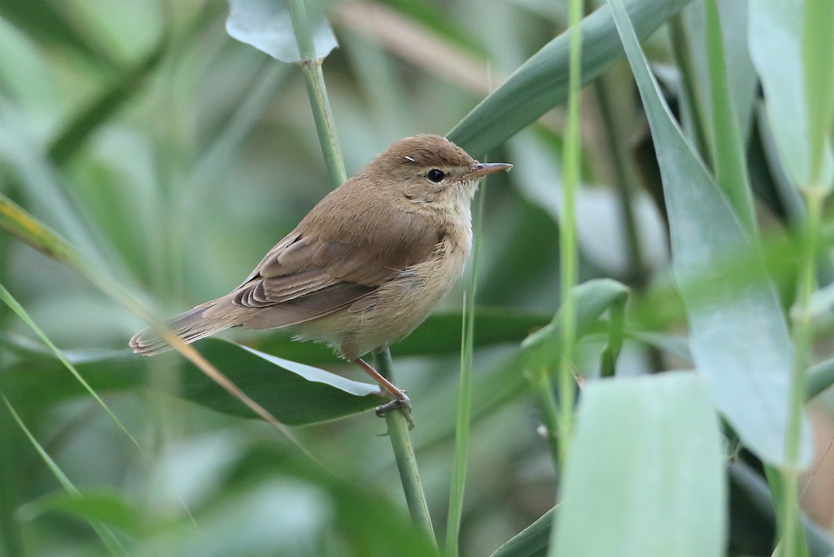 Booted Warbler - ML205668211