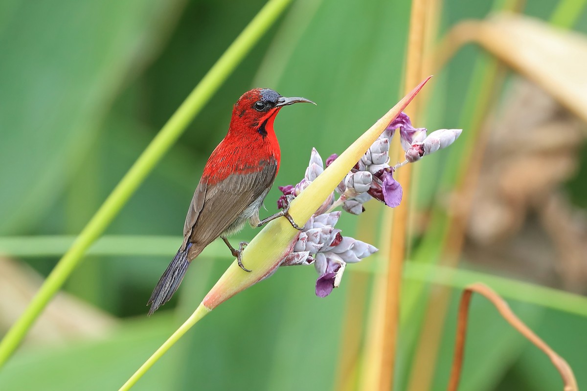 Crimson Sunbird (Crimson) - ML205668311