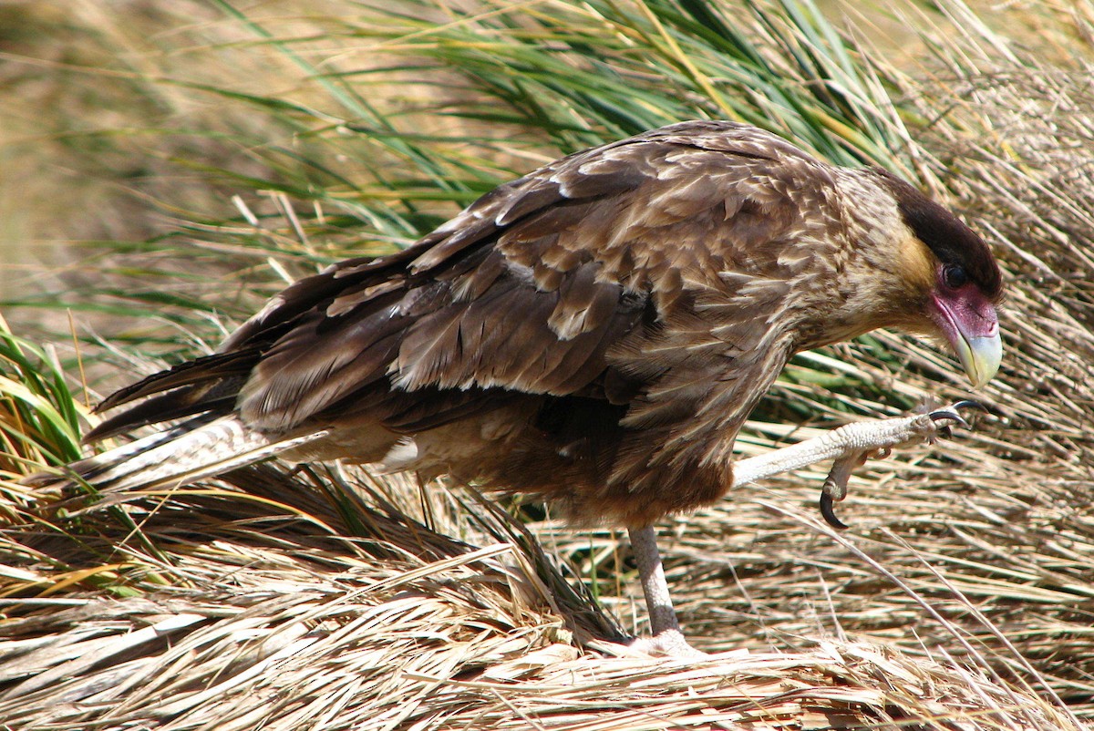Crested Caracara (Southern) - ML205669161