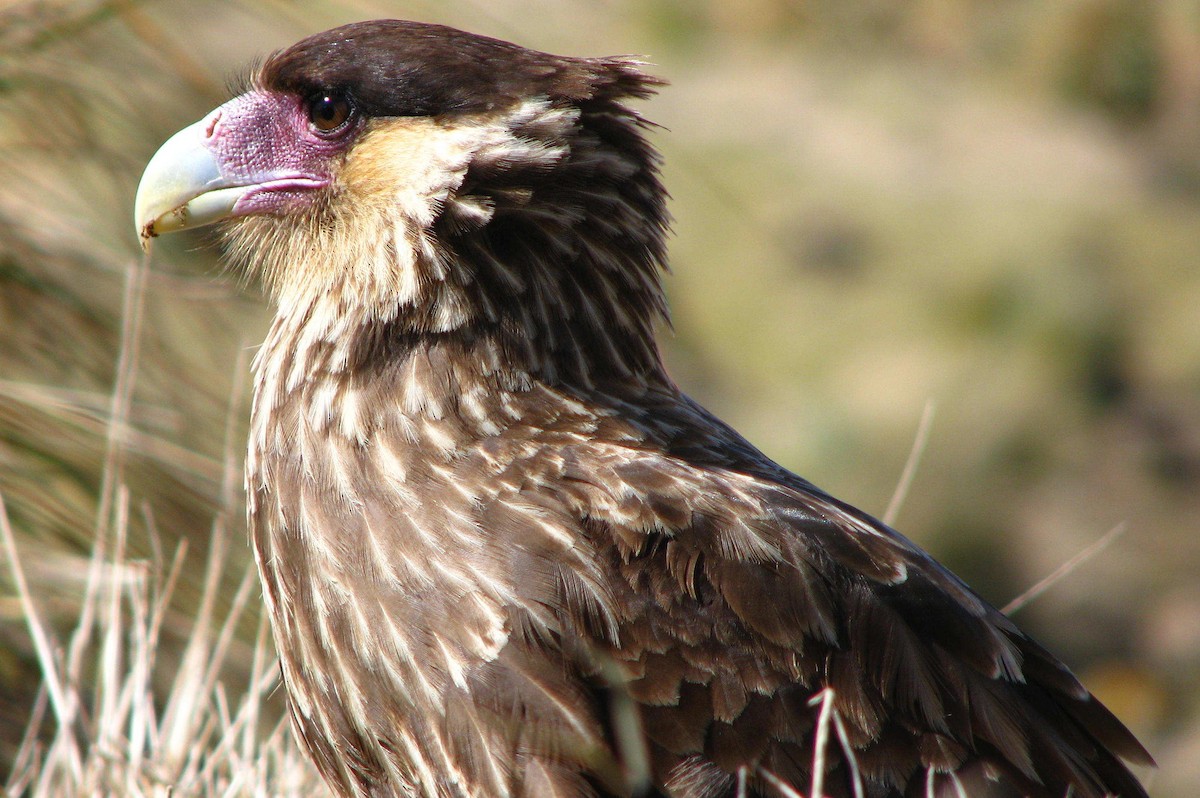 Crested Caracara (Southern) - ML205669181