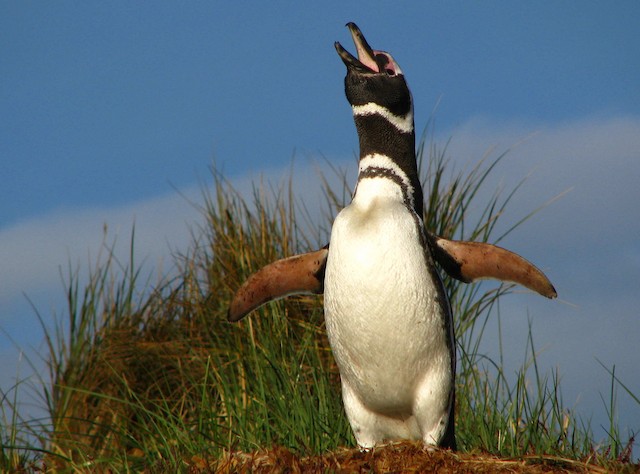 Magellanic Penguin Endangered