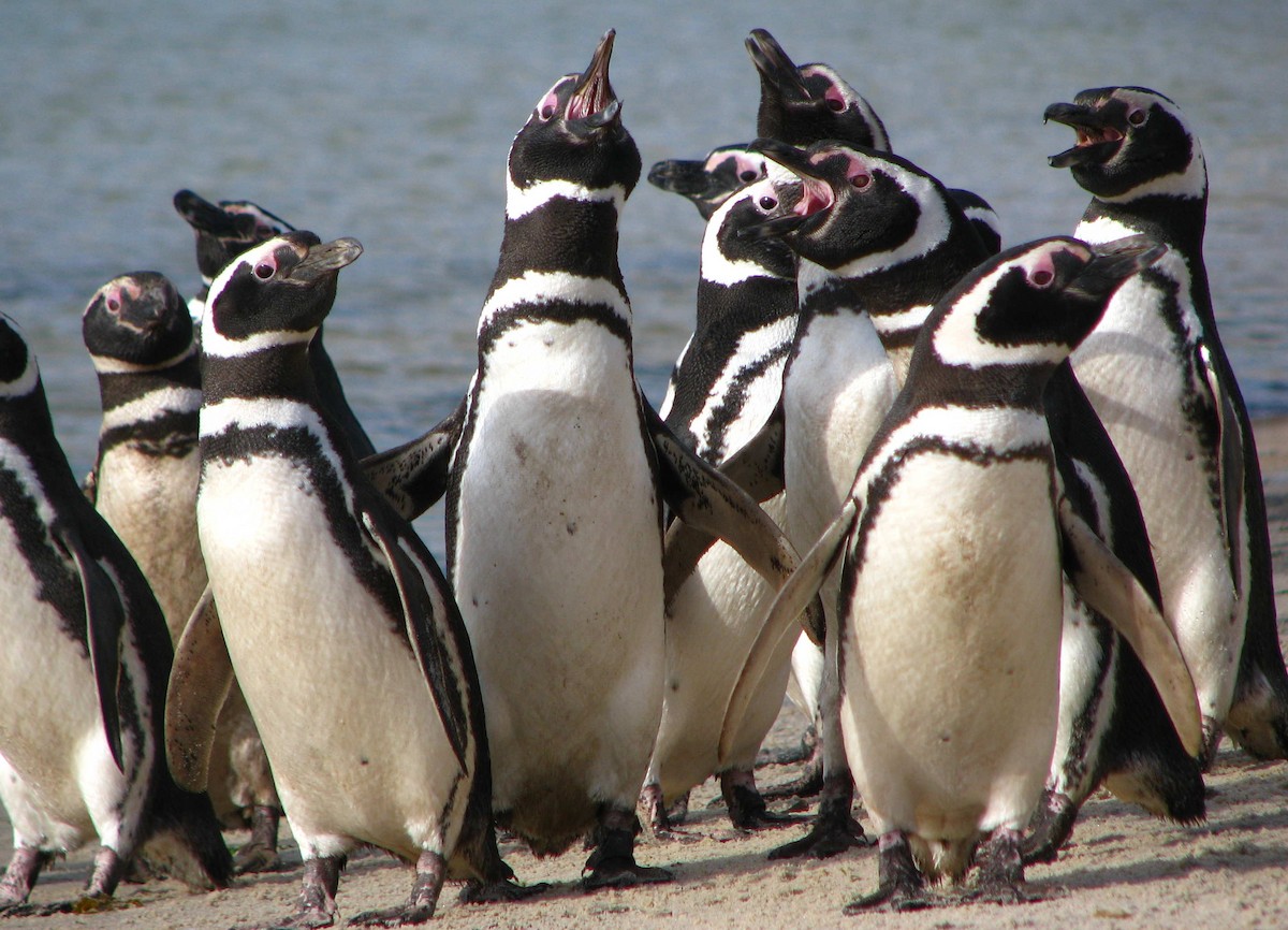 Magellanic Penguin - Laurent Demongin