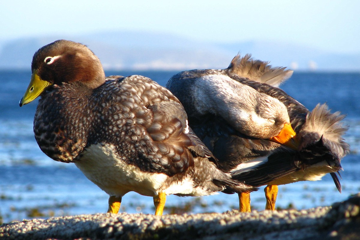 Falkland Steamer-Duck - Laurent Demongin