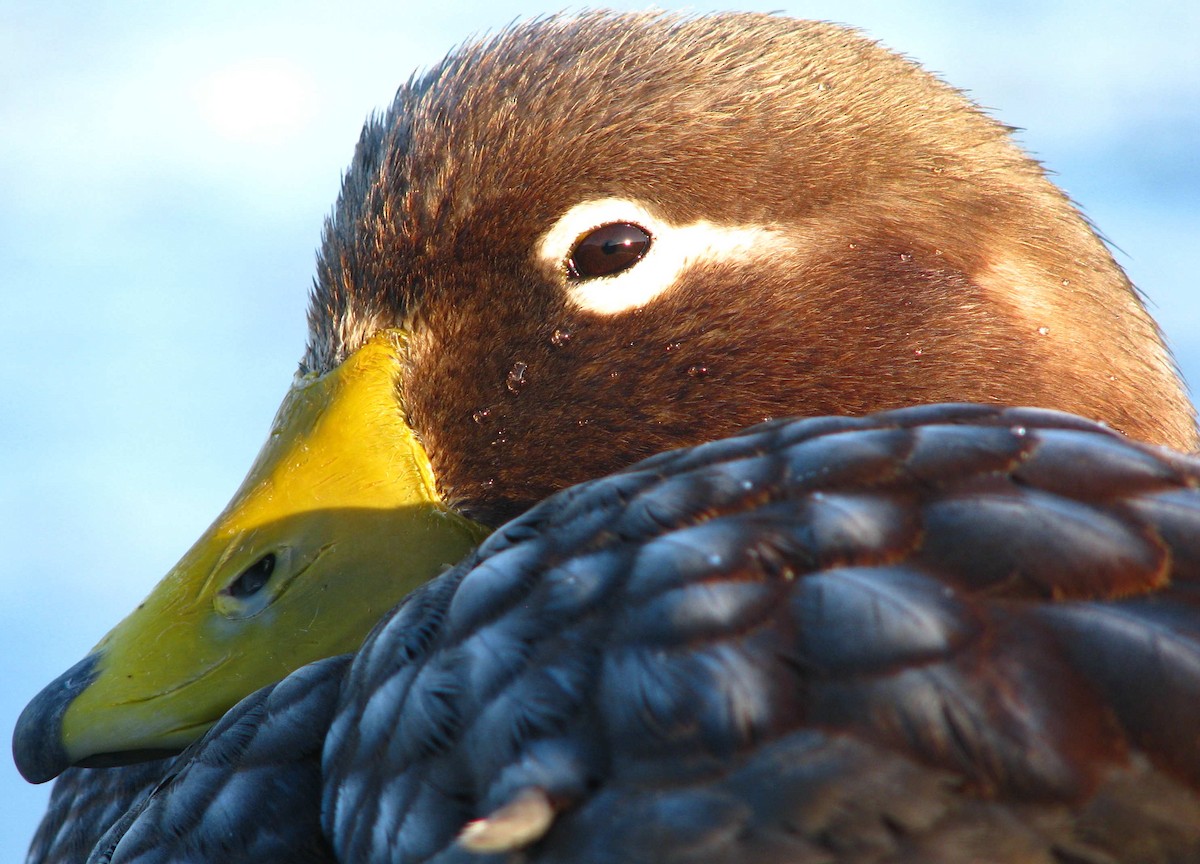 Falkland Steamer-Duck - Laurent Demongin