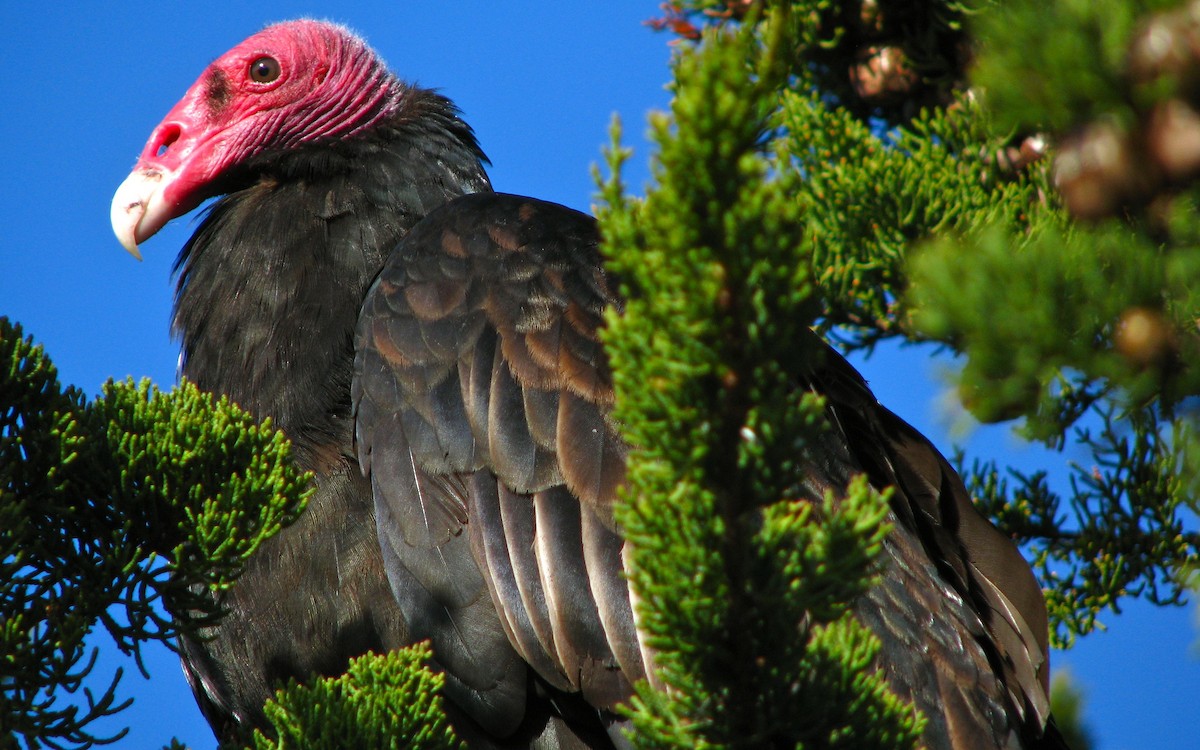Turkey Vulture (South Temperate) - Laurent Demongin