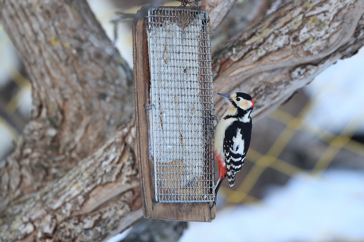 Great Spotted Woodpecker (japonicus) - Chun Fai LO