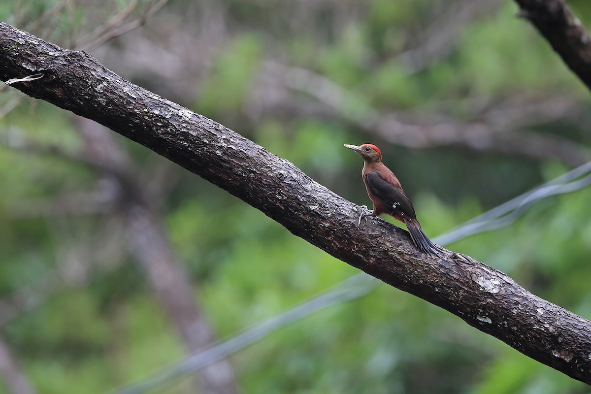 Okinawa Woodpecker - Chun Fai LO