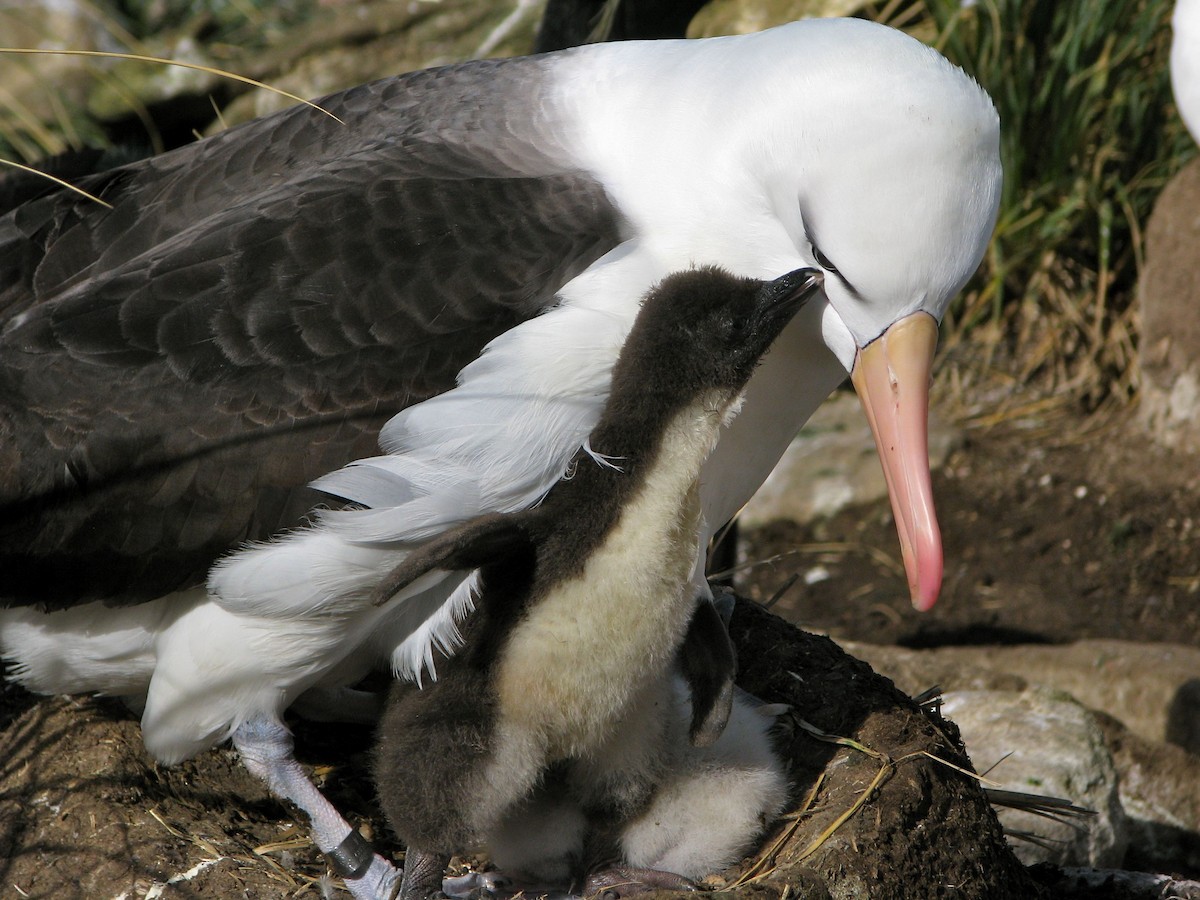 Black-browed Albatross (Black-browed) - Laurent Demongin