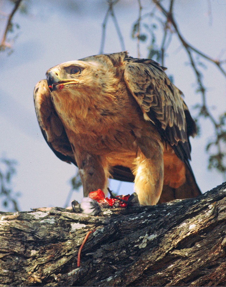 Tawny Eagle - Frans Vandewalle