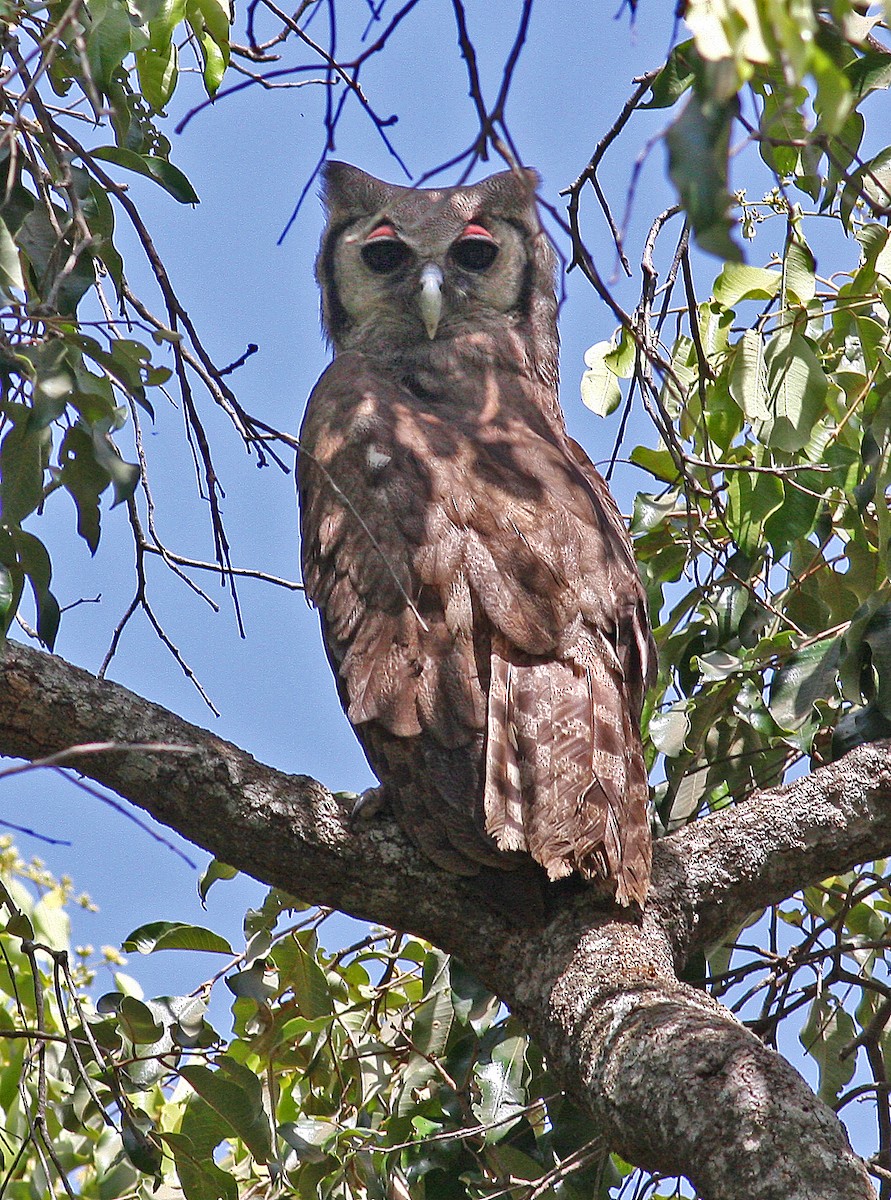 Verreaux's Eagle-Owl - Frans Vandewalle