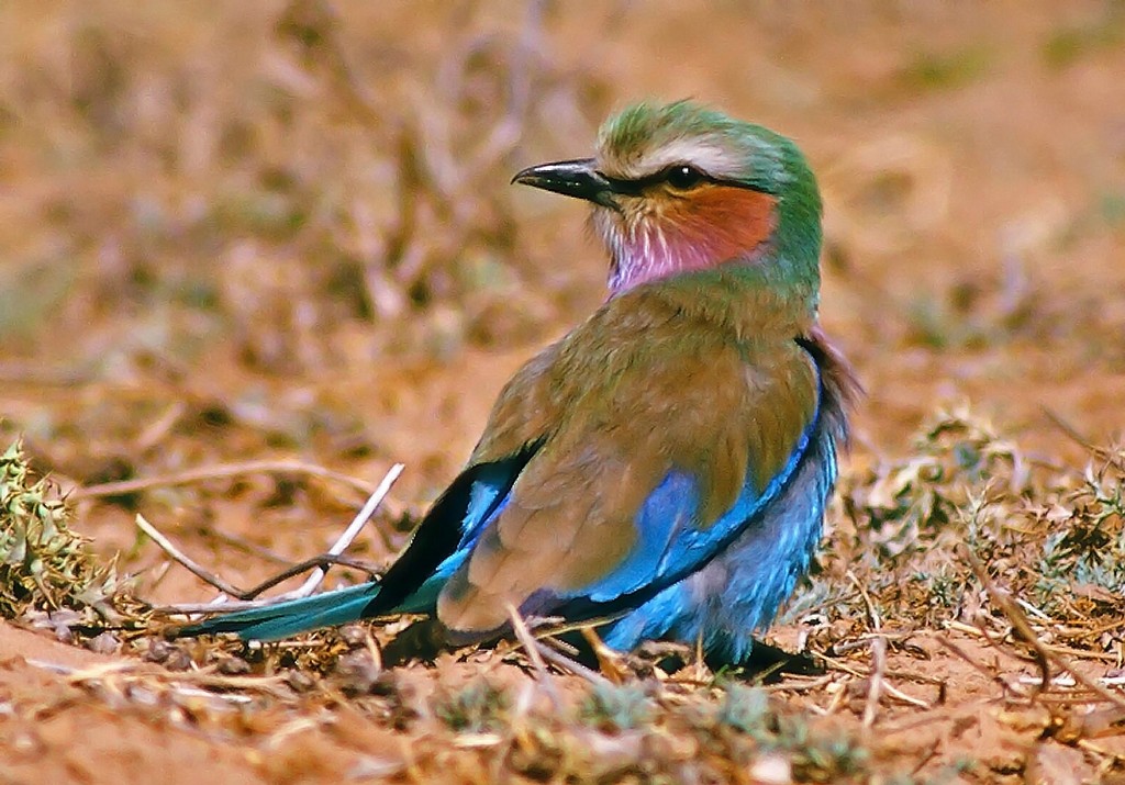 Lilac-breasted Roller (Lilac-breasted) - Frans Vandewalle