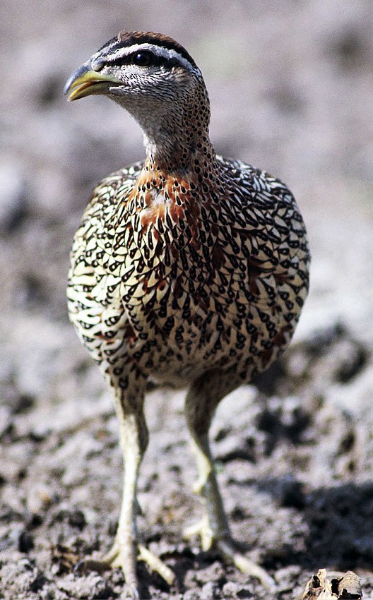 Double-spurred Spurfowl - ML205672251