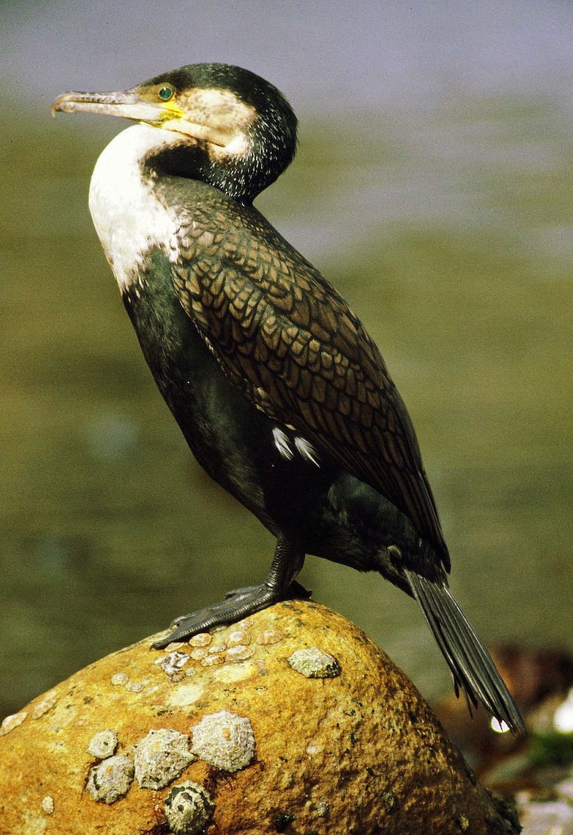 Great Cormorant (White-breasted) - Frans Vandewalle