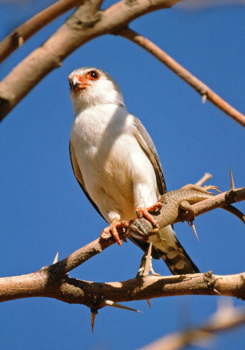 Pygmy Falcon - Frans Vandewalle