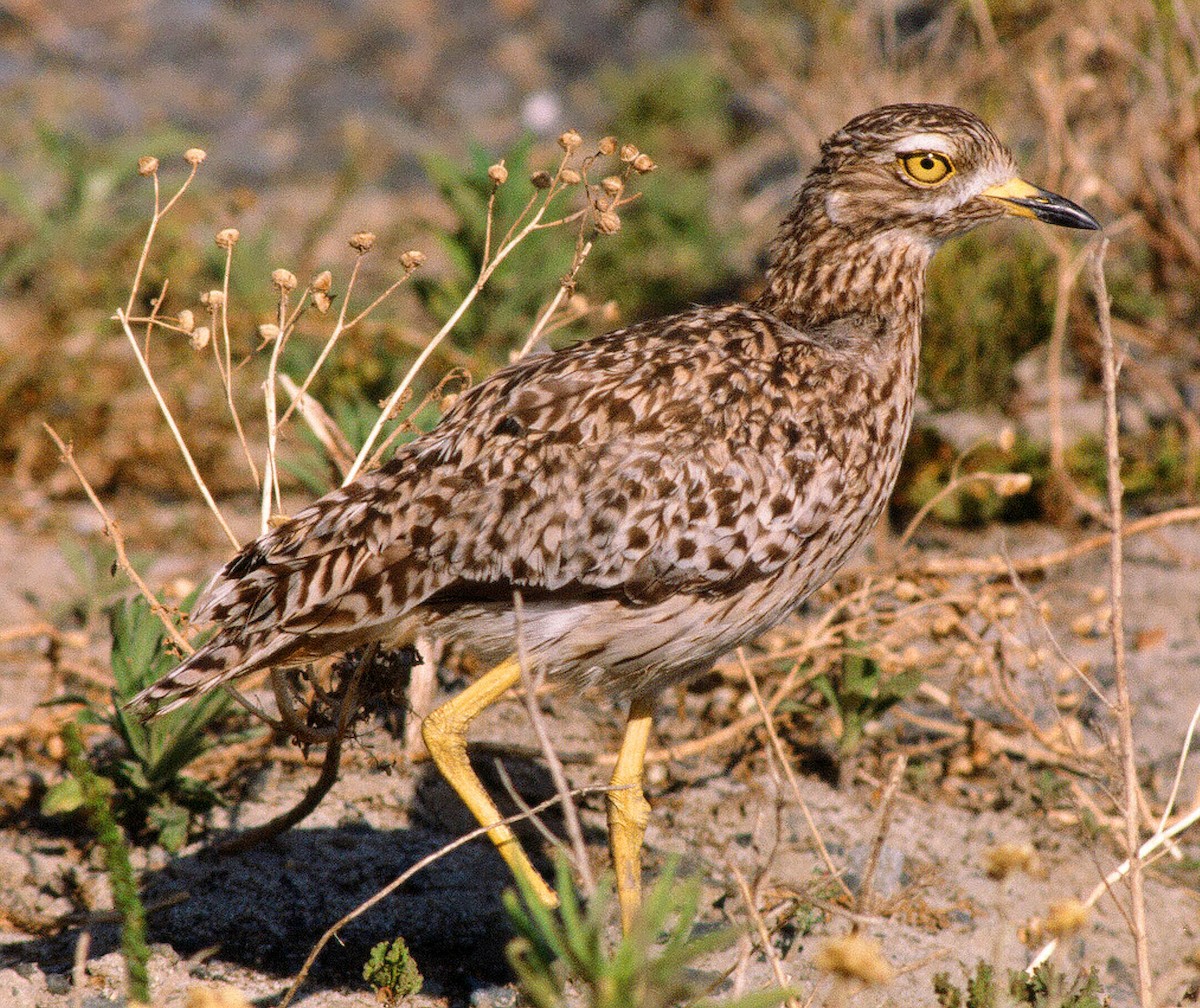 Spotted Thick-knee - ML205672581