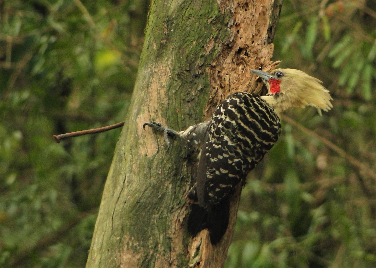 Blond-crested Woodpecker - ML205673001