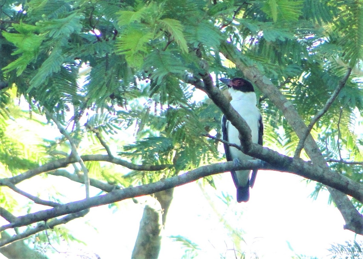 Black-tailed Tityra (Eastern) - Carlos Otávio Gussoni