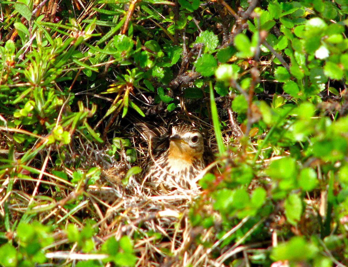 Red-throated Pipit - ML205673791