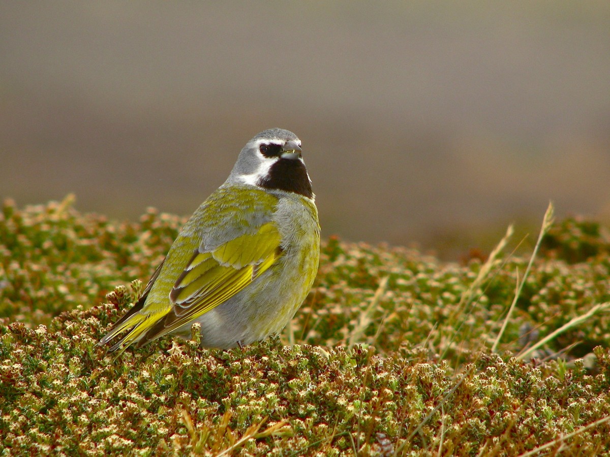 White-bridled Finch (Falkland) - Laurent Demongin