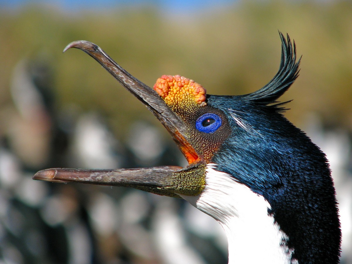 Imperial Cormorant - Laurent Demongin