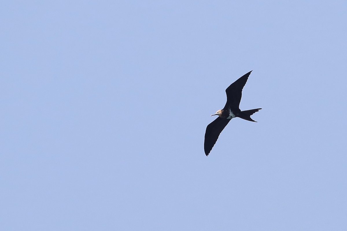 Lesser Frigatebird - Chun Fai LO