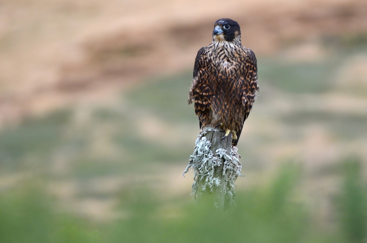 Peregrine Falcon (South American) - Laurent Demongin