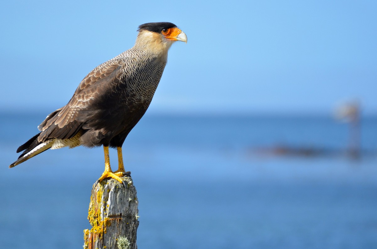 Crested Caracara (Southern) - Laurent Demongin